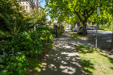 Fototapeta premium Pedestrian walkway or sidewalk under lush green tree shades with a variety of plants on roadside in Melbourne’s suburban residential neighbourhood. Urban background with mature street trees.