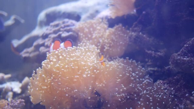 Beautiful sea flower in underwater world with corals and fish. Sea flowers moving in fish tank. Sea anemone in fish tank. sea anemone underwater nature life.