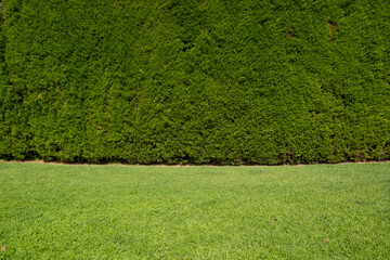 Background texture of professionally trimmed high conifer tree hedge wall against well-maintained green grass lawn. Outdoor formal garden backdrop, copy space for your design or product.