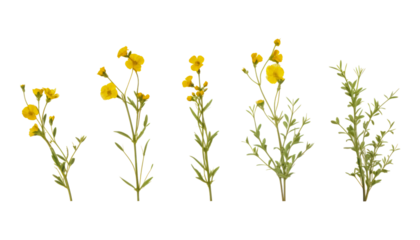 yellow flowers isolated on transparent background cutout