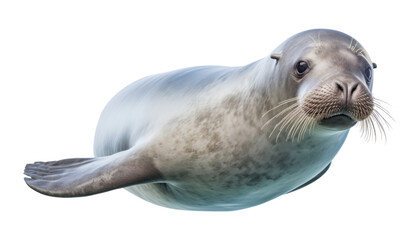 sea lion isolated on transparent background cutout - obrazy, fototapety, plakaty
