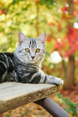 Fototapeta premium Grey stripped cute young cat sitting on the bench outdoor, fall or autumn colorful background.