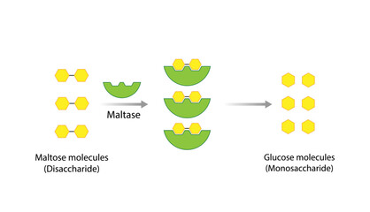 Carbohydrates Digestion. Maltase Enzymes catalyze Disaccharide Maltose Molecules to glucose Glucose Sugar Formation. Scientific Diagram. Vector Illustration.