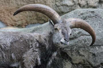 スーチョワンバーラル