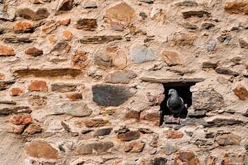 urban pigeon perched on a wall within the tourist area of the city of Cáceres