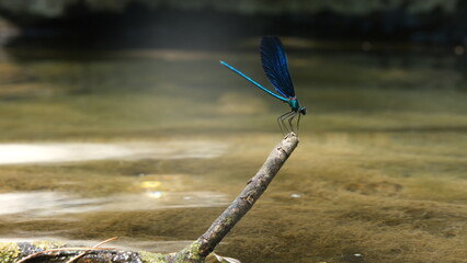 dragonfly on a branch of a tree