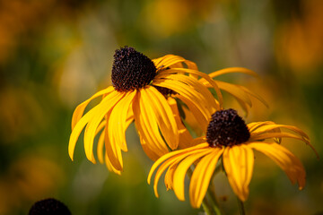 Pretty Rudbeckia Hirta flowers, commonly known as Black-eyed Susan, in bloom in September