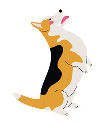 Corgi dog is sitting on his back legs, performing a command or a trick, isolated vector illustration in flat style