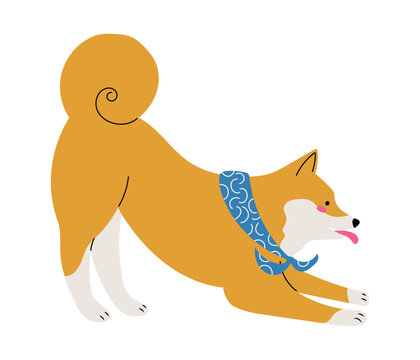 Playful Shiba Inu dog with a scarf, isolated vector illustration in flat design