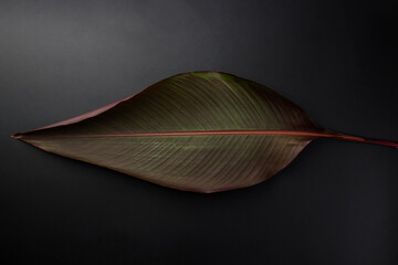 Leaf on a black background. Natural background