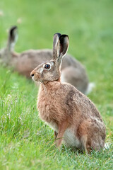 Hare in a clearing in the wild
