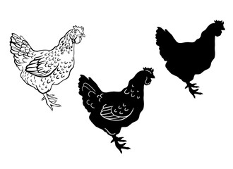 chicken silhouettes. Logo rooster and hen logo for poultry farming animal logo vector illustration design