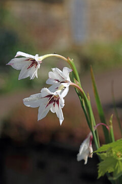 Abyssinian Gladiolus blooms, Derbyshire England
