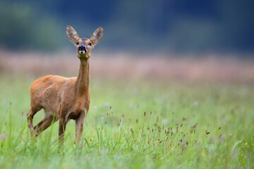 Roe deer in a clearing in the wild
