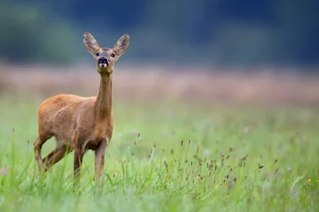 Rolgordijnen Roe deer in a clearing in the wild  © Janusz