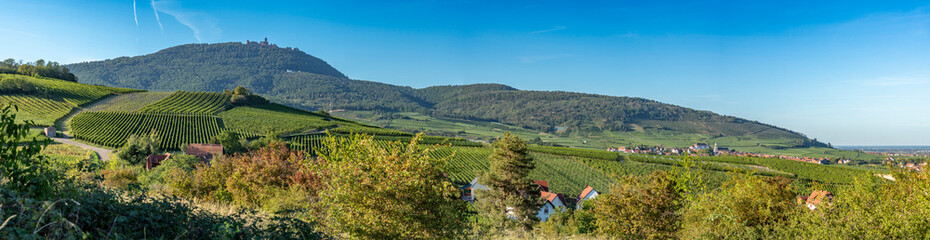 Fototapeta na wymiar Dambach-La-Ville, France - 09 05 2023: Alsatian Vineyard. Panoramic view of vineyard fields near Dambach-La-Ville village 