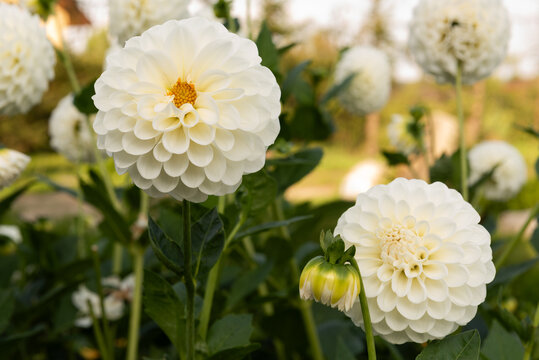 Dalia Boom Boom White w ogrodzie