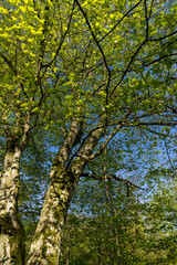 deciduous trees in a mixed forest in the spring season