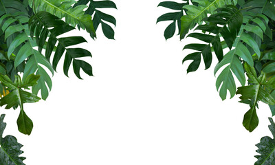 Frame of beautiful big-leafed green bushes Monstera pinnatipartita, Philodendron , Isolated on white background, PNG file, panorama, overlay.
