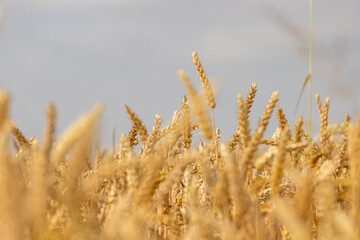 Fototapeta premium ready for harvesting dry wheat harvest