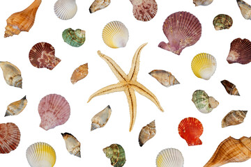 collection of seashells and star fish