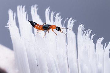 Paederus fuscipes Curtis. Close up of Rove Beetle it dangerous poisonous insect. It hides in bristles of toothbrush.