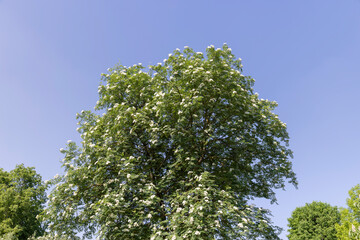 rowan flowers during flowering in spring park