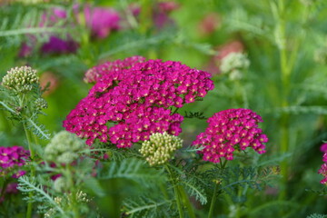 Achillea millefolium ,Pomegranate, Asteraceae family,Hanover, Berggarten, Germany