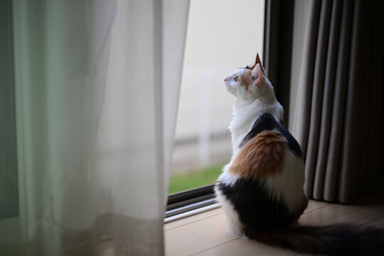 外を見る三毛猫（メインクーン）