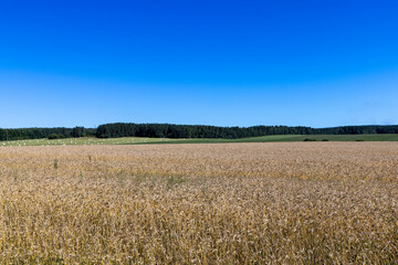 A field with cereals in the summer