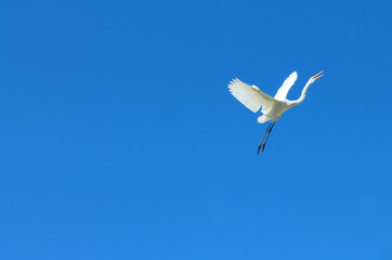 Fototapeta premium White egret flying upward in a corner of a bright, blue background sky