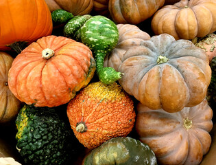 Collection of colorful gourds and pumpkins for autumn and Halloween