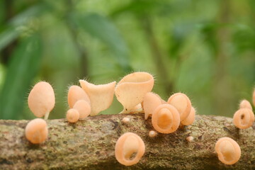 fungi cup mushroom growth for rain season on tree trunk in Chet Kod waterfall on Thailand 
