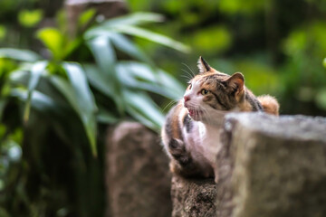 京都 夜の伏見稲荷大社の森でリラックスする可愛らしい野良猫