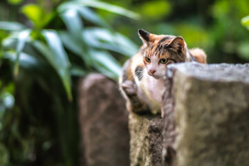 京都 夜の伏見稲荷大社の森でリラックスする可愛らしい野良猫