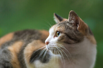 京都 伏見稲荷大社の森の中で、空を見上げる可愛らしい野良猫