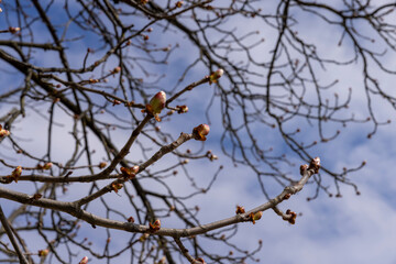 deciduous trees in the park in the spring season