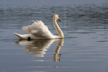 a white swan with feathers living on the lake in the summer
