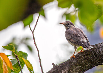 White-cheeked Starling (Spodiopsar cineraceus) Perched Outdoors