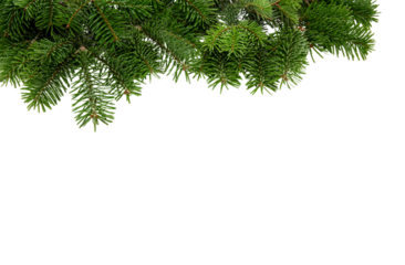 Christmas tree border isolated on white transparent, Xmas spruce, green fir pine branch, PNG. 