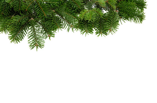 Christmas tree border isolated on white transparent, Xmas spruce, green fir pine branch, PNG. 