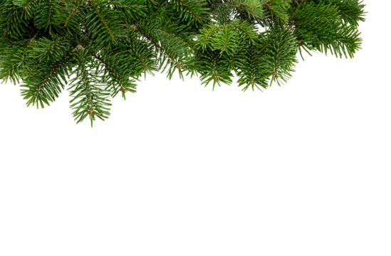 Christmas tree border isolated on white transparent, Xmas spruce, green fir pine branch, PNG. 