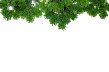 Christmas tree border isolated on white transparent, Xmas spruce, green fir pine branch, PNG. 