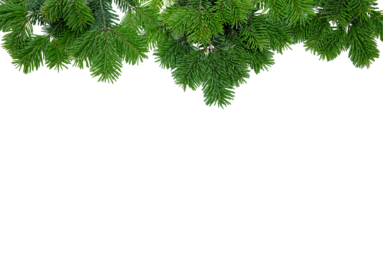 Christmas tree border isolated on white transparent, Xmas spruce, green fir pine branch, PNG. 
