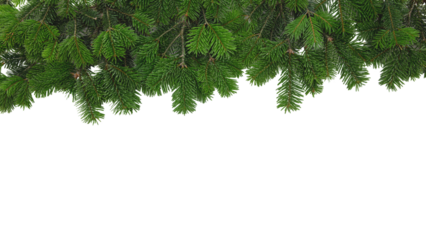Christmas tree border isolated on white transparent, Xmas spruce, green fir pine branch, PNG. 