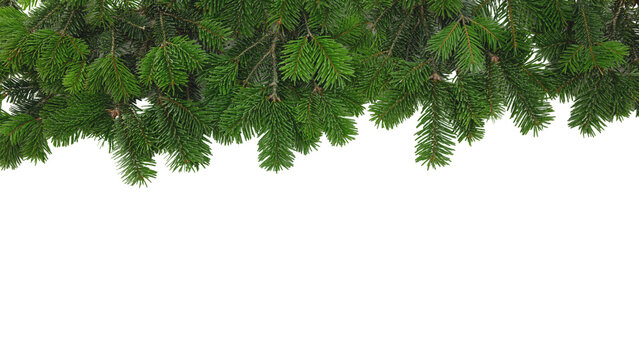 Christmas tree border isolated on white transparent, Xmas spruce, green fir pine branch, PNG. 