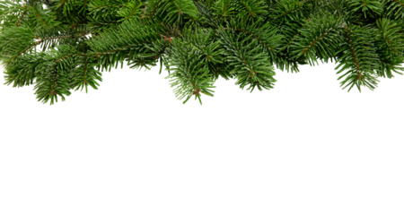 Christmas tree border isolated on white transparent, Xmas spruce, green fir pine branch, PNG. 