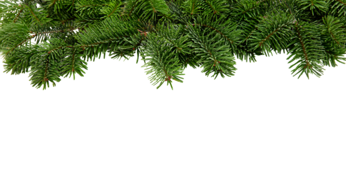 Christmas tree border isolated on white transparent, Xmas spruce, green fir pine branch, PNG. 