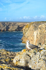 
rocky coast formed by cliffs overlooking the ocean with seagull in the foreground