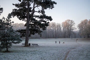 A park meadow and a wooded area are covered by winter frost and touched by the soft rising sun. In the middle of the meadow two dog owners meet.